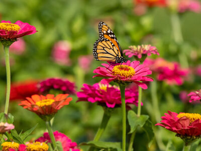 plants that attract butterflies