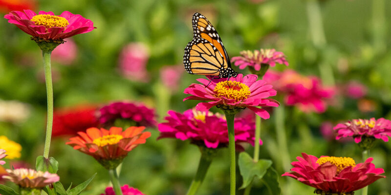 plants that attract butterflies